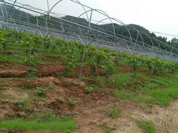 水果避雨棚