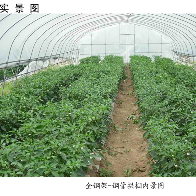簡(jiǎn)易拱棚高清實(shí)景圖 簡(jiǎn)易拱棚高清實(shí)景圖